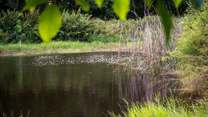 pond in the garden