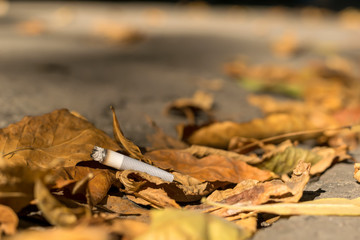 cigarette butt lies on the asphalt path on the fallen autumn leaves