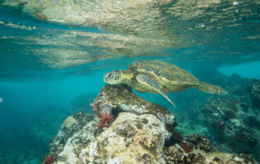 Fototapeta na wymiar Hawaiian Green Sea Turtle