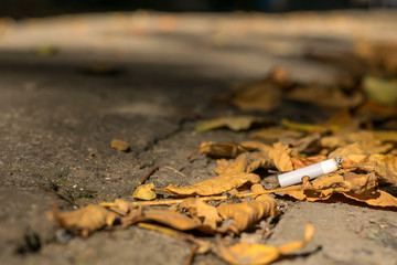 cigarette butt lies on the asphalt path on the fallen autumn leaves