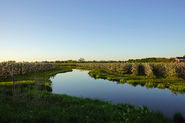 die Este bei Cranz mit Apfelblüte