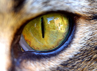 Cats eye