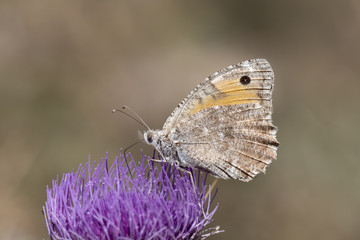 Satyridae / Step Yalancıcadısı / / Pseudochazara mniszechii