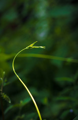 Captured in Hangzhou Xixi Wetland scenery