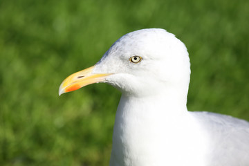 the head of the Seagull on a background of green