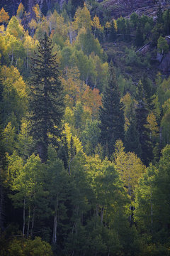 Fall Colors On Sundial Peak Mountains