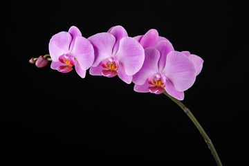 Purple Phalaenopsis orchid flowers on black background.