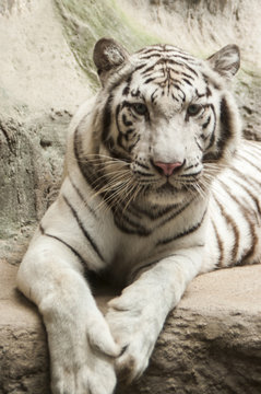 White tiger / White tiger at Chiang Mai Night Safari , Thailand