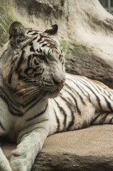 White tiger / White tiger at Chiang Mai Night Safari , Thailand