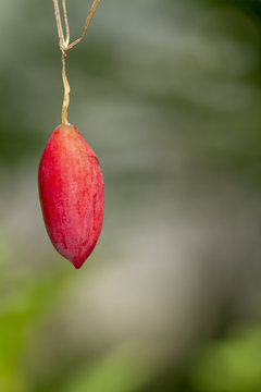 Ripe Lvy Gourd or Coccinia fruit