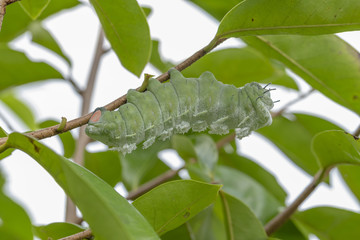 Caterpillar on green soursop leaf