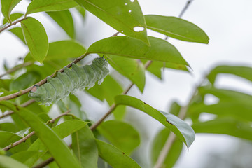 Caterpillar on green soursop leaf