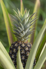Fototapeta premium Fresh pineapple fruit in garden