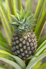 Obraz premium Fresh pineapple fruit in garden