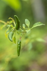 Fresh green chilli on tree