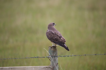 bird of prey