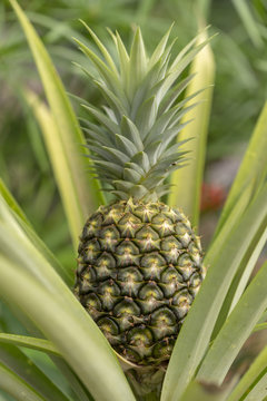 Fresh pineapple fruit in garden