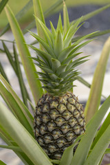 Fototapeta premium Fresh pineapple fruit in garden