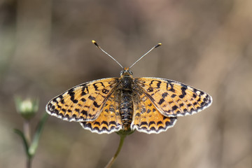 Nymphalidae / İparhan / / Melitaea cinxia	     