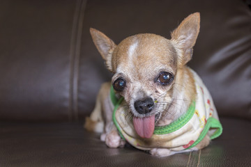 Tiny chihuahua dog wearing dirty shirt