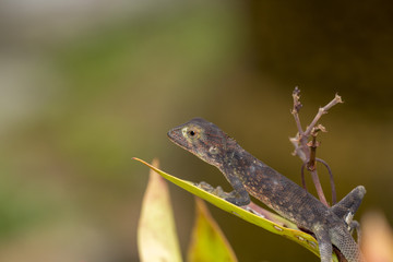 Close up small chameleon on tree