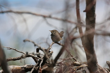 sparrow on a branch