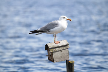A Herring Gull standing on a birdhouse