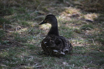 duck on grass