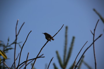 bird on branch