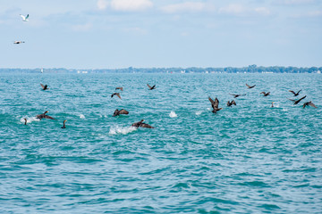 Cormorants taking off