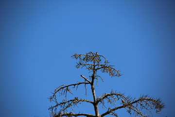 tree and blue sky