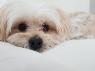 Sweet Morkie Puppy looking directly at the camera.