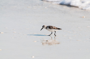 Sanderling by the Gulf of Mexico