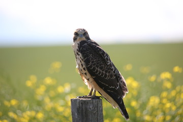 hawk