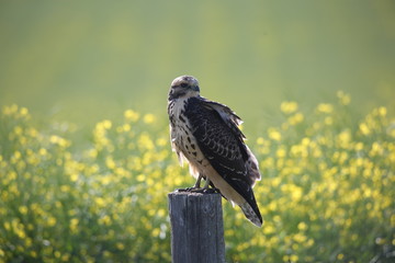 hawk