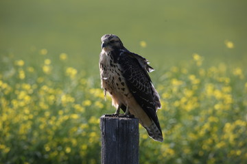 hawk