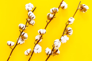 White dried flowers of cotton on yellow background top view