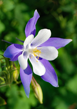 Colorado Blue Columbine flower close-up