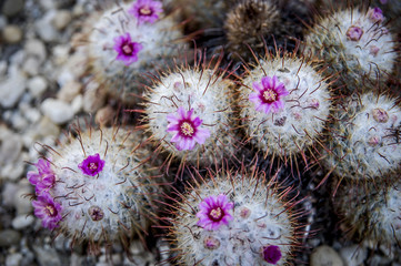 Beautiful blooming wild desert cactus flower or cacti bloom with blur background