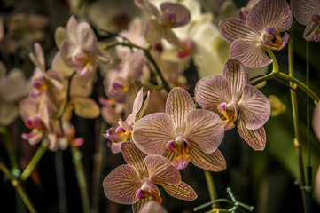 Colourful Cymbidium flower is a genus of 52 evergreen species in the orchid family