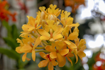 Colourful Cymbidium flower is a genus of 52 evergreen species in the orchid family