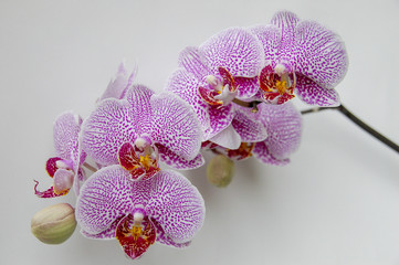 Colourful Cymbidium flower is a genus of 52 evergreen species in the orchid family