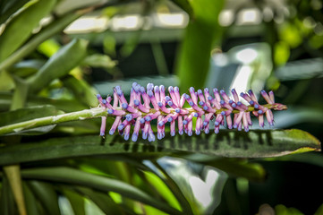 Colourful Cymbidium flower is a genus of 52 evergreen species in the orchid family