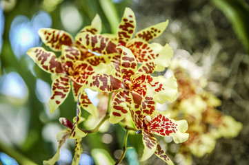Colourful Cymbidium flower is a genus of 52 evergreen species in the orchid family