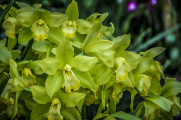 Colourful Cymbidium flower is a genus of 52 evergreen species in the orchid family