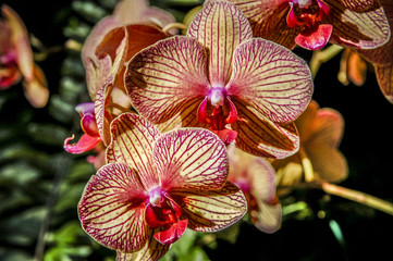 Colourful Cymbidium flower is a genus of 52 evergreen species in the orchid family