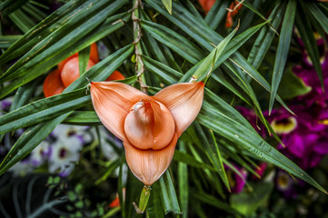 Colourful Cymbidium flower is a genus of 52 evergreen species in the orchid family