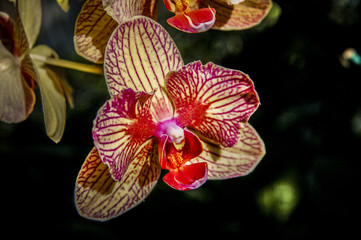 Colourful Cymbidium flower is a genus of 52 evergreen species in the orchid family