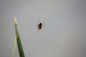 spider on a web