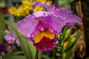 Colourful Cymbidium flower is a genus of 52 evergreen species in the orchid family